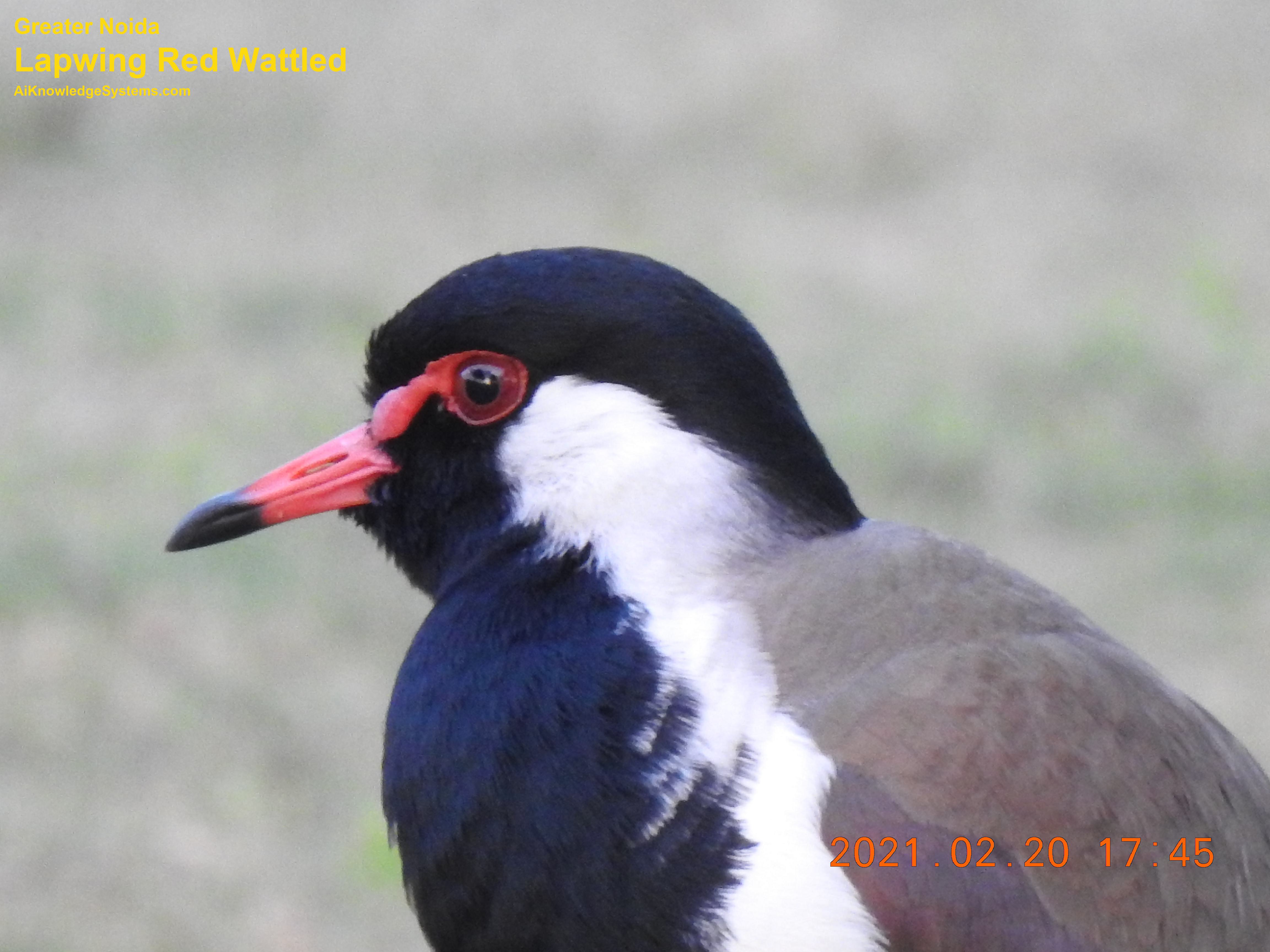 Lapwing Red Wattled (16) Coming Soon